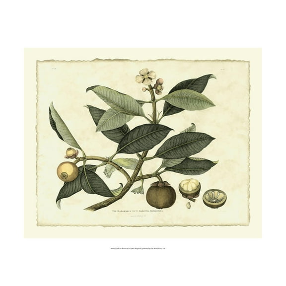 Art.com Delicate Botanical I Art Print by Samuel Curtis, 24" x 18"