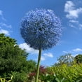 thumbnail image 4 of Allium Bulbs - Ideal for Beds Borders, Plant Pots & Planters, Low Maintenance, 4 of 6