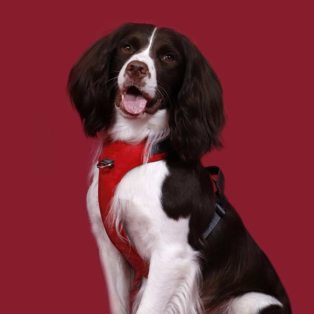 Pet Artist No Pull PU Leather Dog Harness, Adjustable Pet Vest with Handle, Quick Fit Easy Control Soft Padded Vest for Small Medium Large Dogs