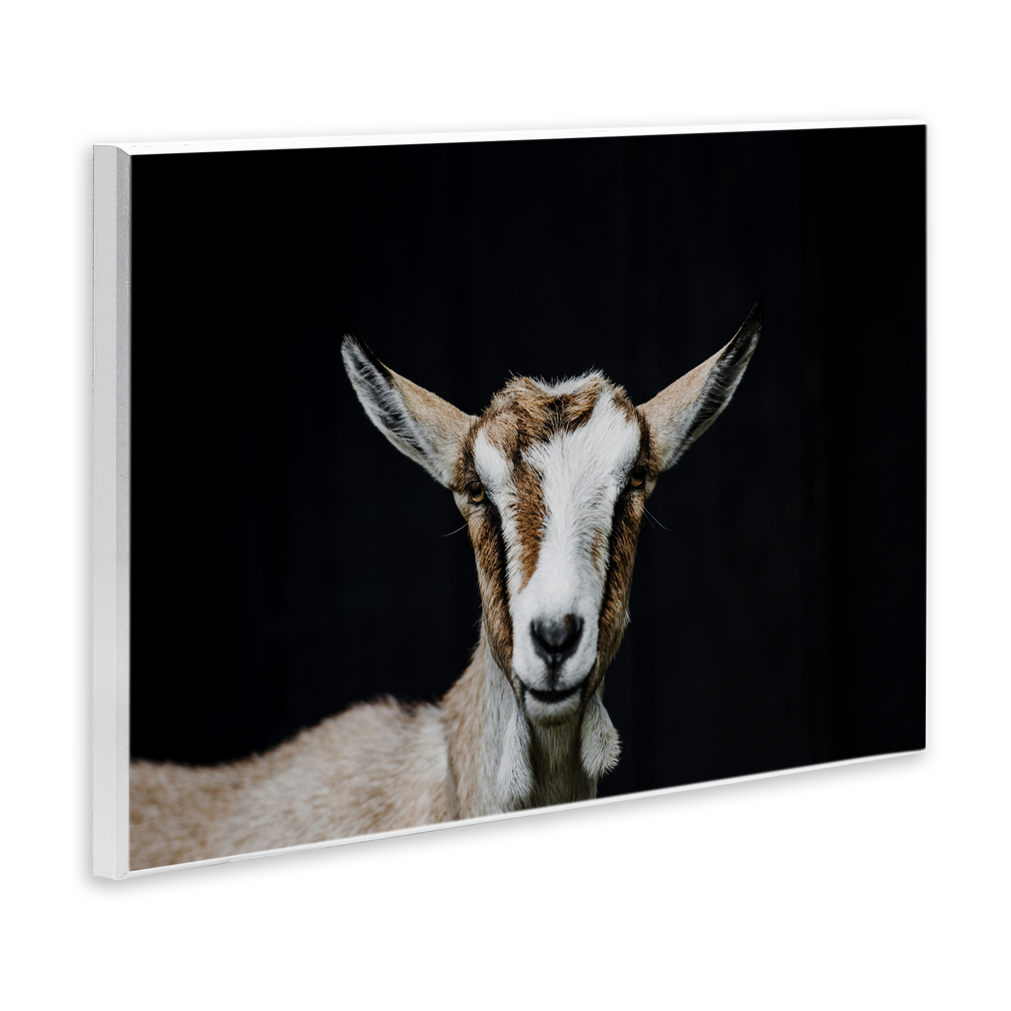 Goat Face over Black Wall Plaque Art, design by Amy Carroll