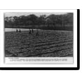 thumbnail image 2 of Historic Framed Print, Southern Rhodesia. Tobacco, worth 1,000,000 pounds in 1937,. Here seed beds are being watered before young plants are transferred to wide fields, 17-7/8" x 21-7/8", 2 of 9