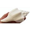 thumbnail image 4 of Beautiful White Indian Chank Shell - "The Divine Conch" (5-6") Beach Wedding Centerpiece - Planting - Nautical Decor, 4 of 7