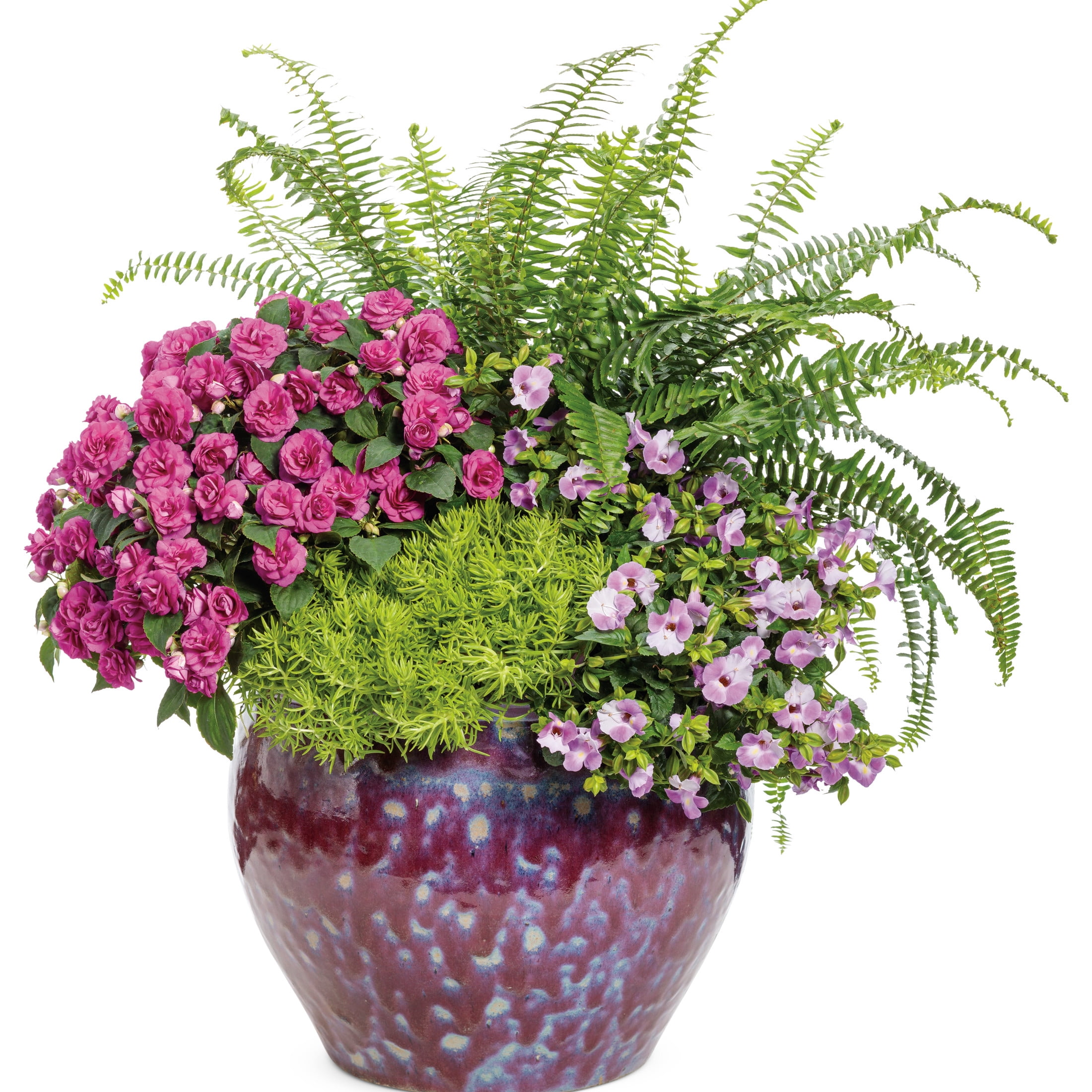Proven Winners 8" 'Kimberley Queen' Australian Sword Fern Live Plant in 6.5" Pot