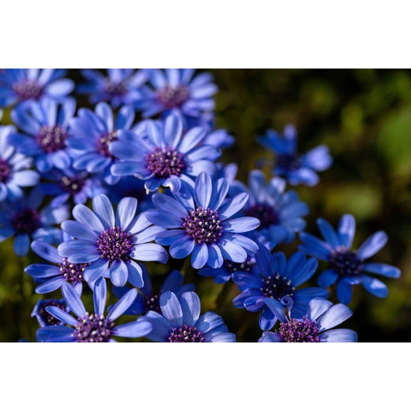 Seedville 50 Blue Felicia Daisy Plant Seeds, Blue Petals with Dark Blue Centers