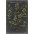 thumbnail image 2 of Art.com Vintage Botanical Chart VIII Stretched Canvas Print Wall Art by Vision Studio, 16" x 24", 2 of 4