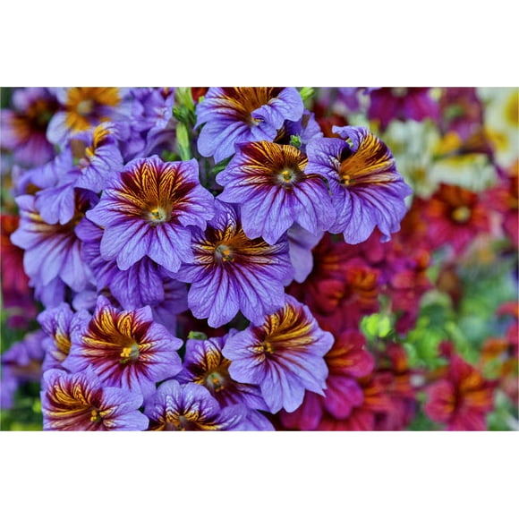 Painted tongue in Longwood Gardens Conservatory, Pennsylvania Poster Print by Darrell Gulin (24 x 18) # US39DGU0039