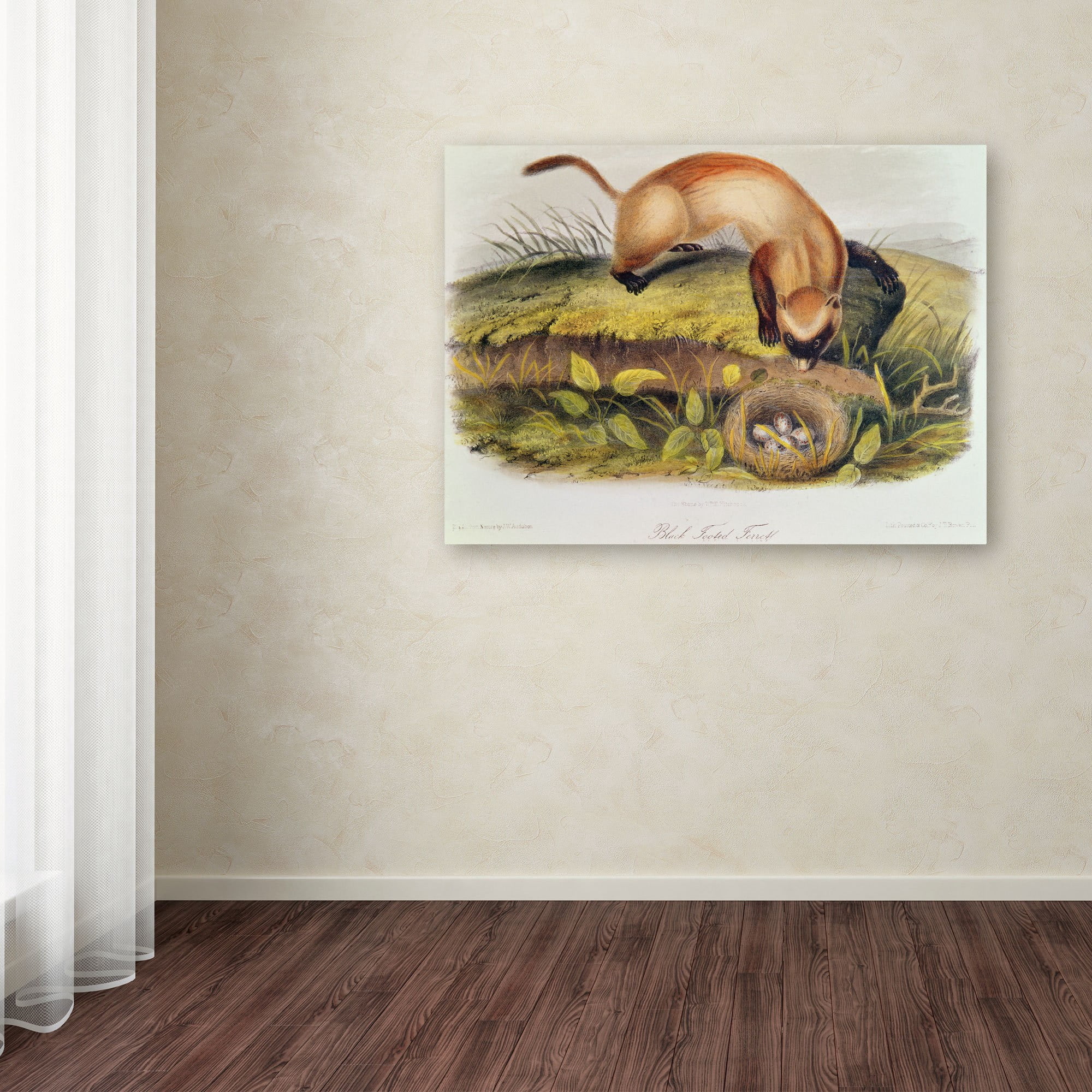 Trademark Fine Art "Black-Footed Ferret" Canvas Art by John James Audubon