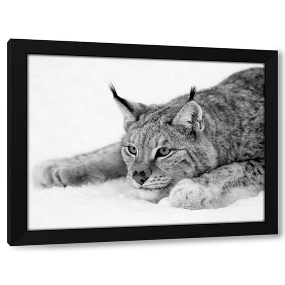 PhotoINC Studio 14x12 Black Modern Wood Framed Wall Art Titled - Lynx