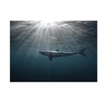 thumbnail image 2 of Tachiuwa Aquarium Tank Side Adhesive Background Shark Picture - as XXL, 2 of 9