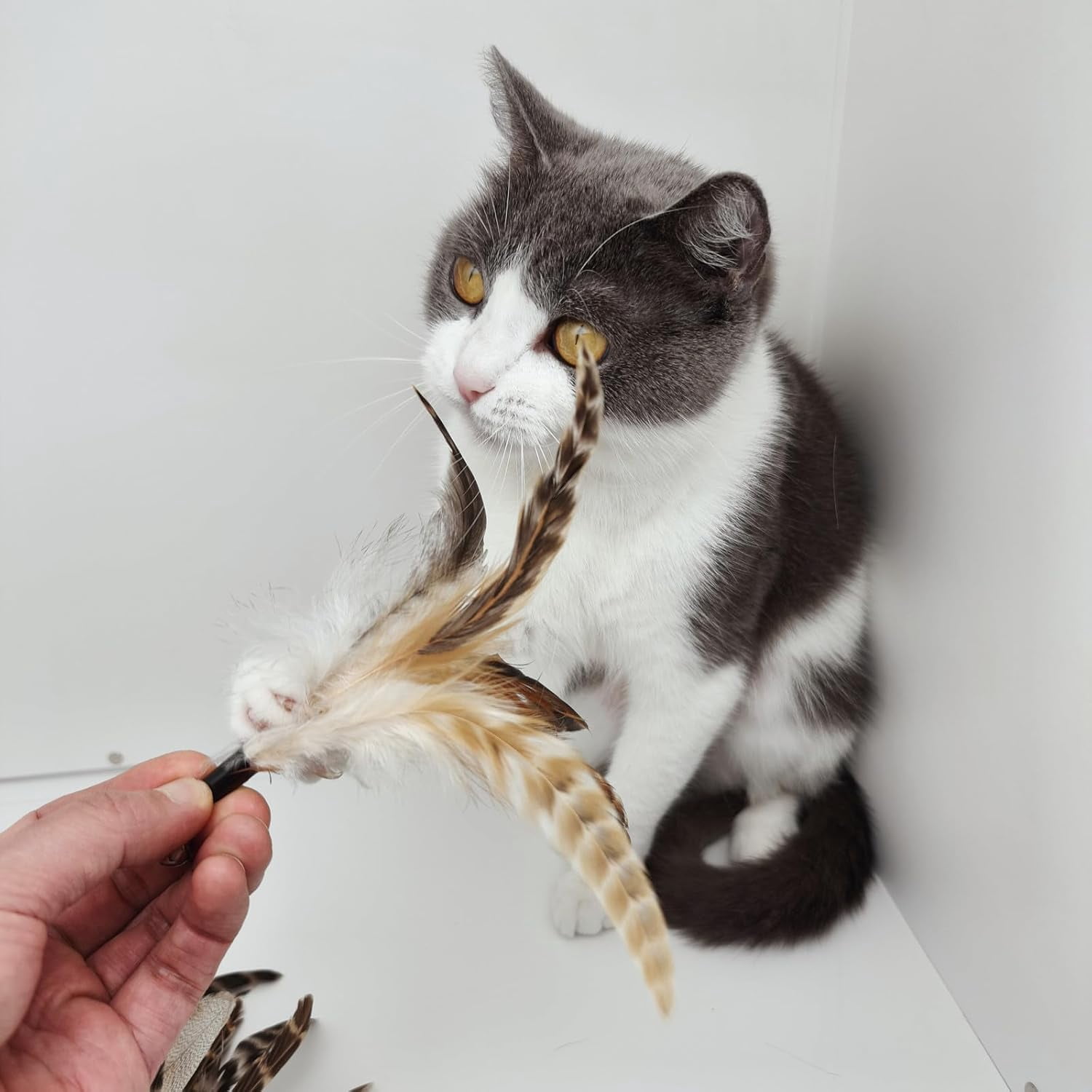 miwoowim Cat Toys Interactive for Indoor Cats, 2PCS Ultra-Long Teaser(50"+38")+9PCS Da Bird Feather Refills, Fishing Pole Toy,Retractable Cat Wand Toy and Feather Toys Refills Attachment Replacement