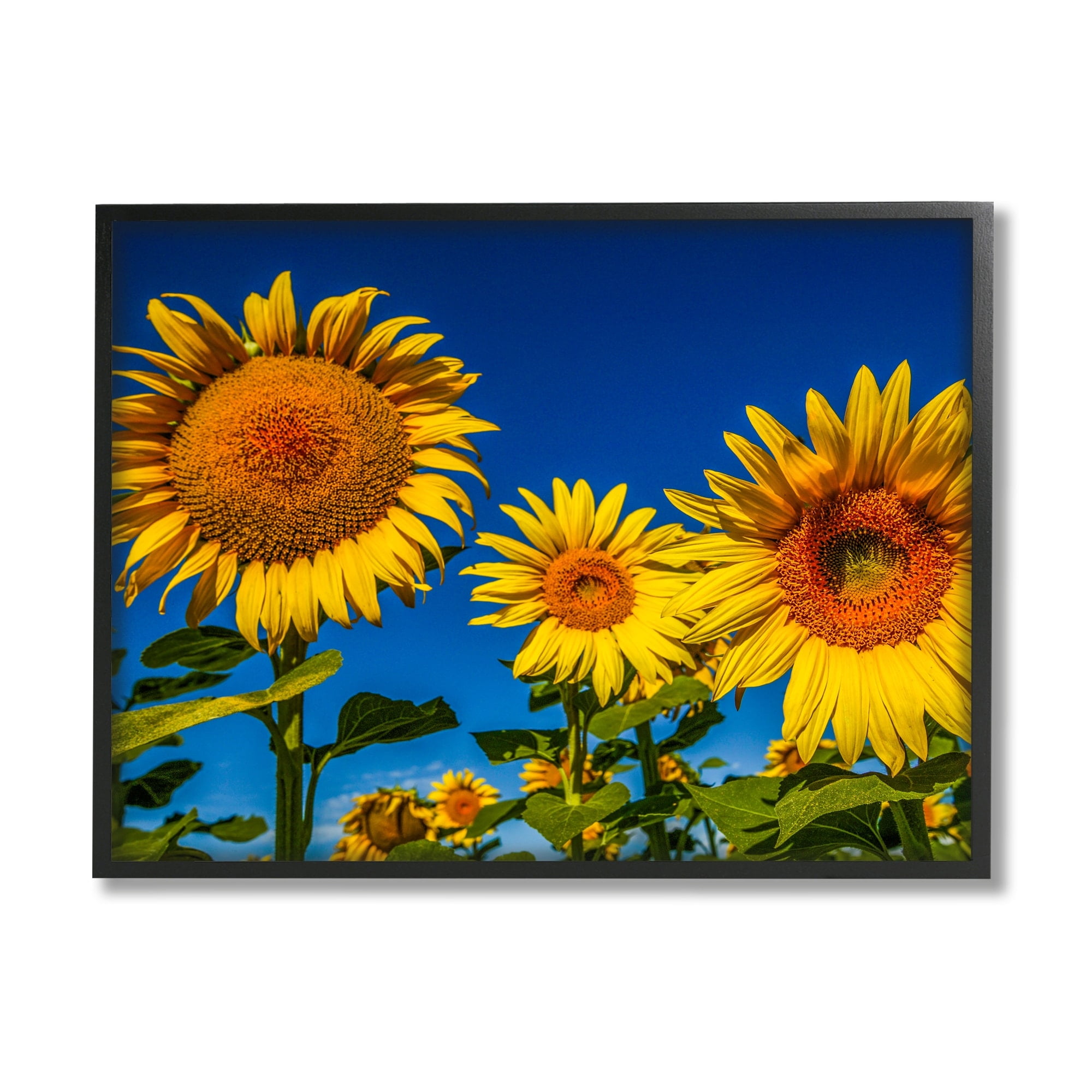 Stupell Industries Bold Sunflower Plants Against Clear Sunny Sky Photograph White Framed Art Print Wall Art, Design by Steve Smith