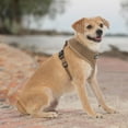 thumbnail image 4 of AeroLite No Pull Mesh Dog Harness with Lightweight, Soft, Breathable Chest Coverage, Reflective Stitching, and Adjustable Straps for Walking, Running, Training, Heavy Duty and Durable, 4 of 7