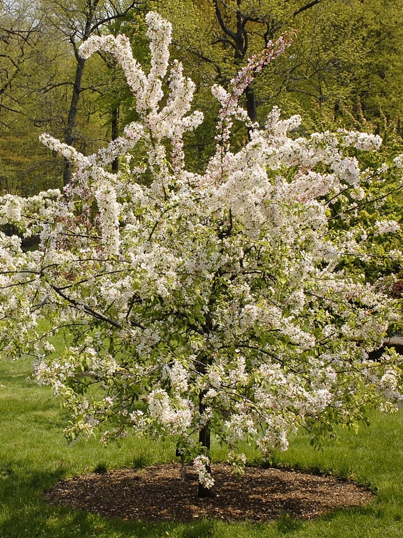 Expert Gardener 3-4 ft. tall Floribunda Crabapple Live Tree in 7