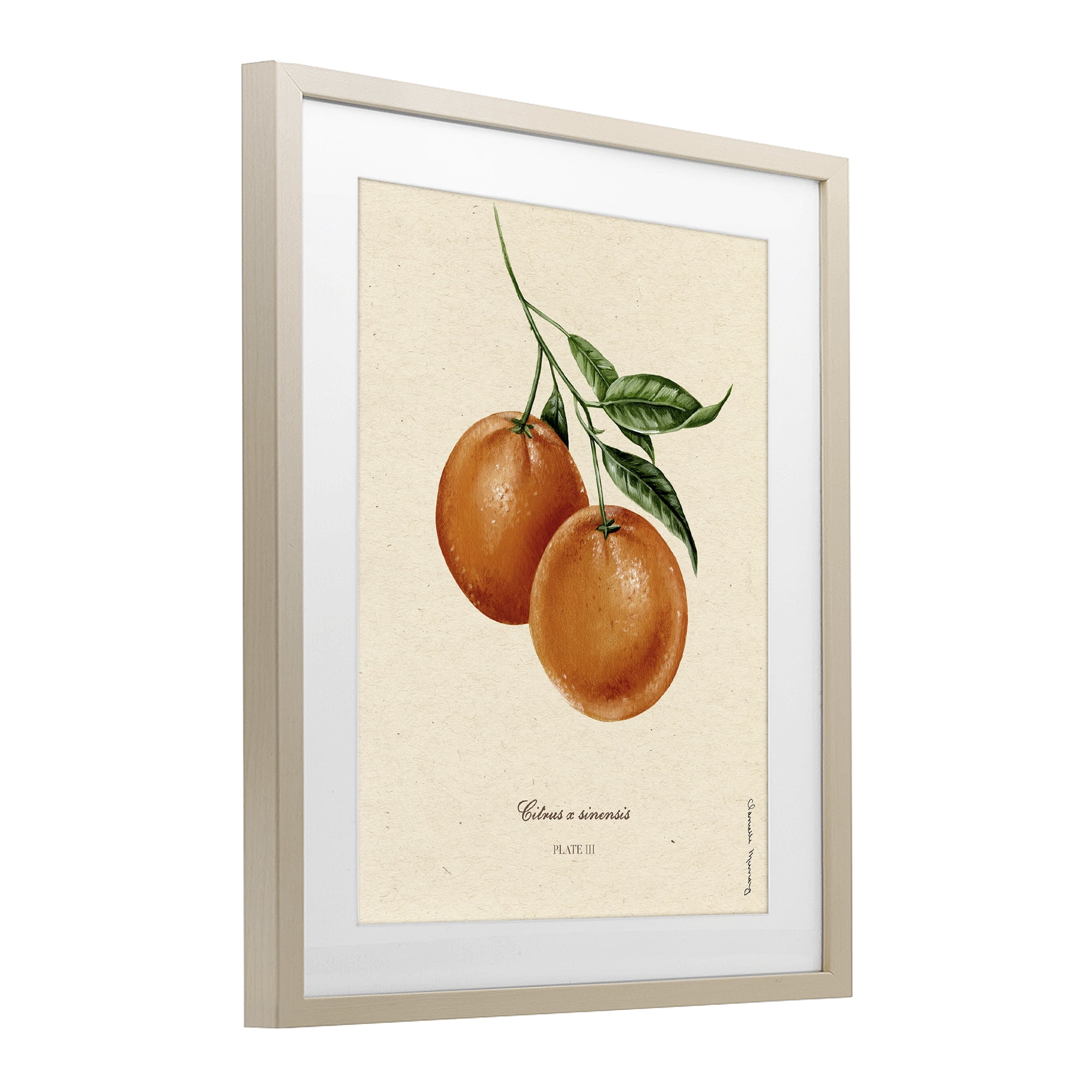 Stupell Industries Orange Fruit Portrait Birch Framed Print Under Glass, design by Danielle Murray