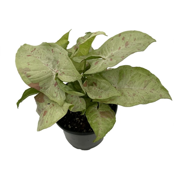 Milk Confetti Arrowhead Plant - Syngonium/Nepthytis - 4" Pot