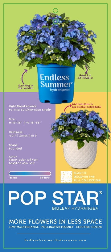 Endless Summer 1.0 GL Filtered Sun Flowering Shrub Hydrangea Endless Pop Star Live Plant