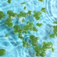 thumbnail image 2 of CIMAXIC 2 Packs/36PCS Simulated Duckweed Plant Decor Plastic Rooted Water Plant (Green),0.98"X0.98"X0.98", 2 of 4