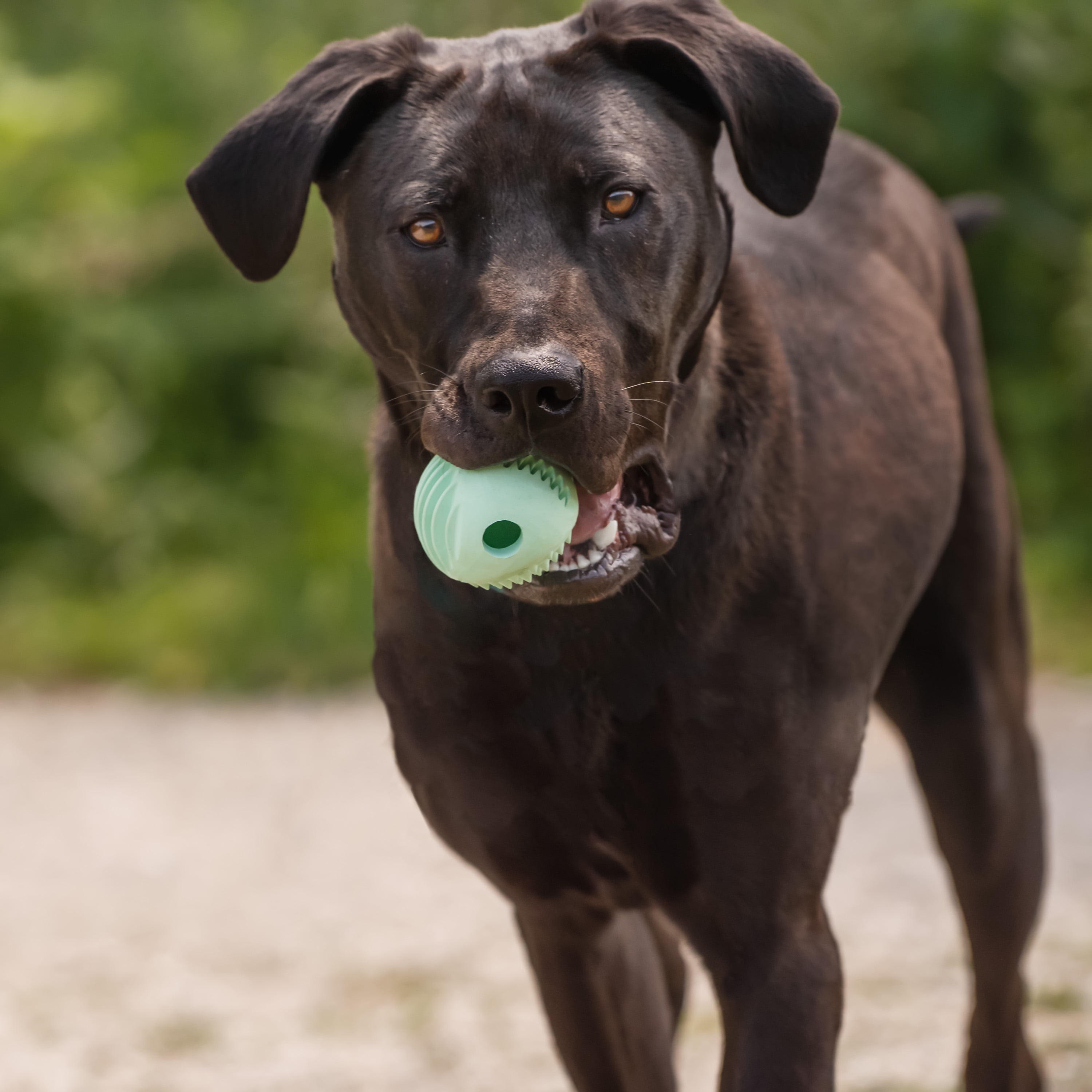 Chew King By Mammoth Dental Dog Toy Collection, Plaque Removing Dog Fetch Ball, Green, O/S