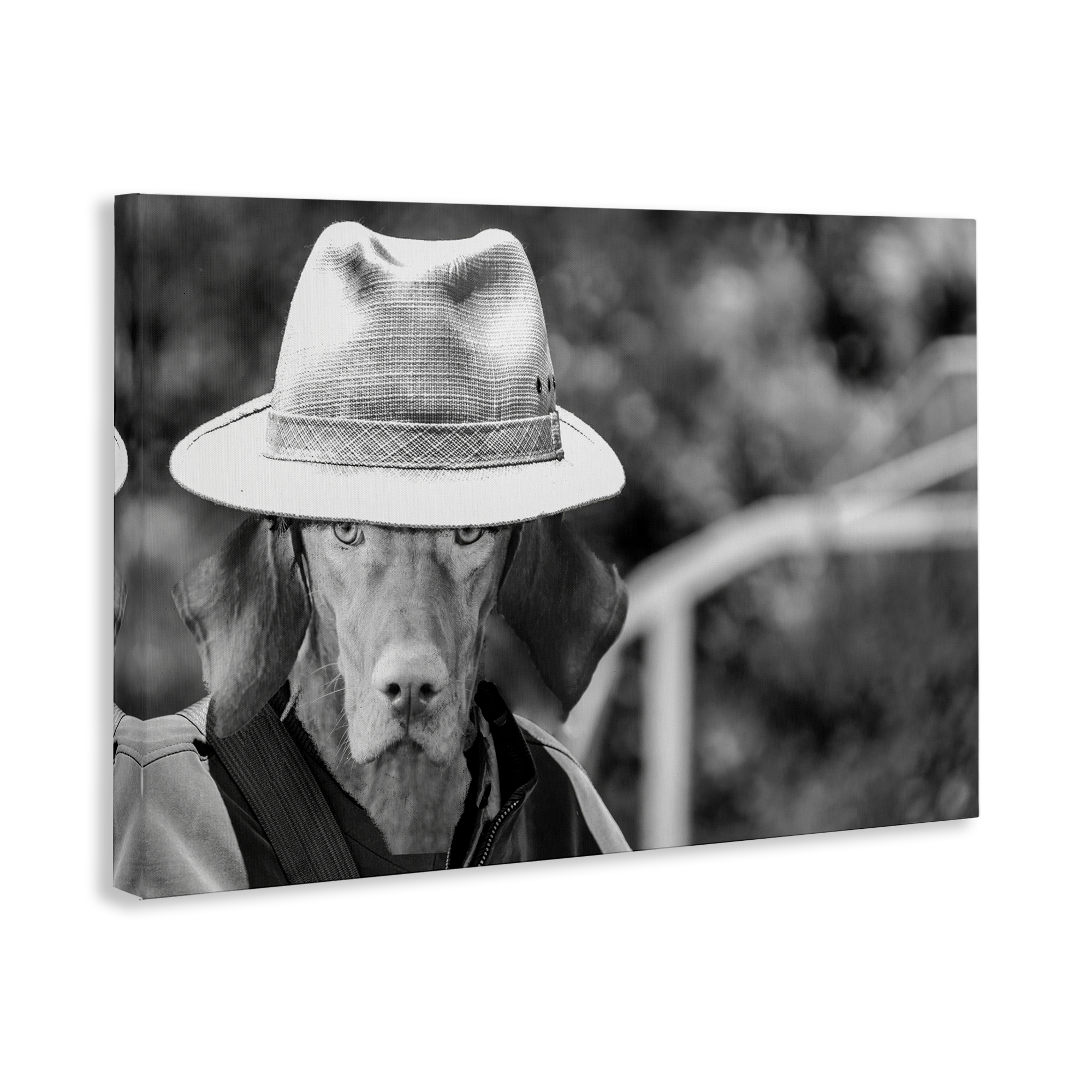 Stupell Industries Country Cowboy Dog Animals & Insects Photography Gallery Wrapped Canvas Art Print Wall Art, 45 x 30