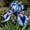 color-a, variant on Iris Planting-(Non-Artificial)-Ornamental- Premium-Home Decoration-Bloom Year After Year-Beautiful Gift Garden-Easy Growing,