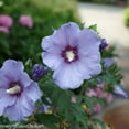 thumbnail image 6 of Proven Winners ColorChoice 6" Azurri Blue Satin Rose of Sharon Live Plant in 7.5" Pot, 6 of 10