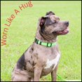 thumbnail image 6 of Country Brook Petz - Deluxe Reflective Nylon Dog Collar, 6 of 7