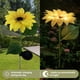 thumbnail image 3 of Luces solares para jardín Jadeshay Luz de Césped de Girasol 70 cm, 3 of 7