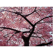 Trademark Art "Cherry Tree" Canvas Art by CATeyes