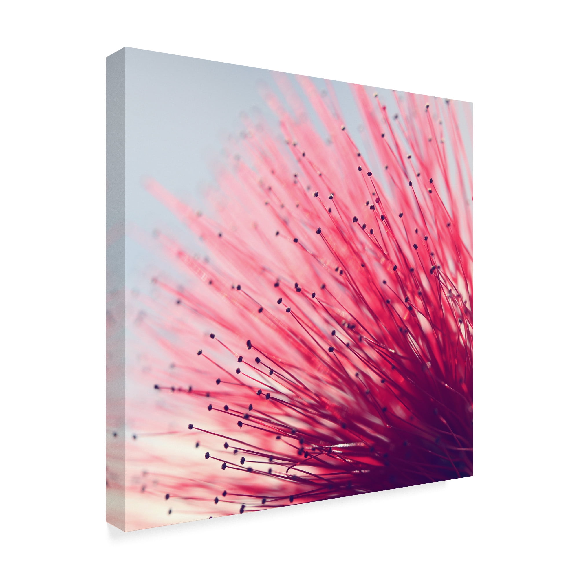 Trademark Fine Art 'Little Wonders Pink' Canvas Art by Incredi