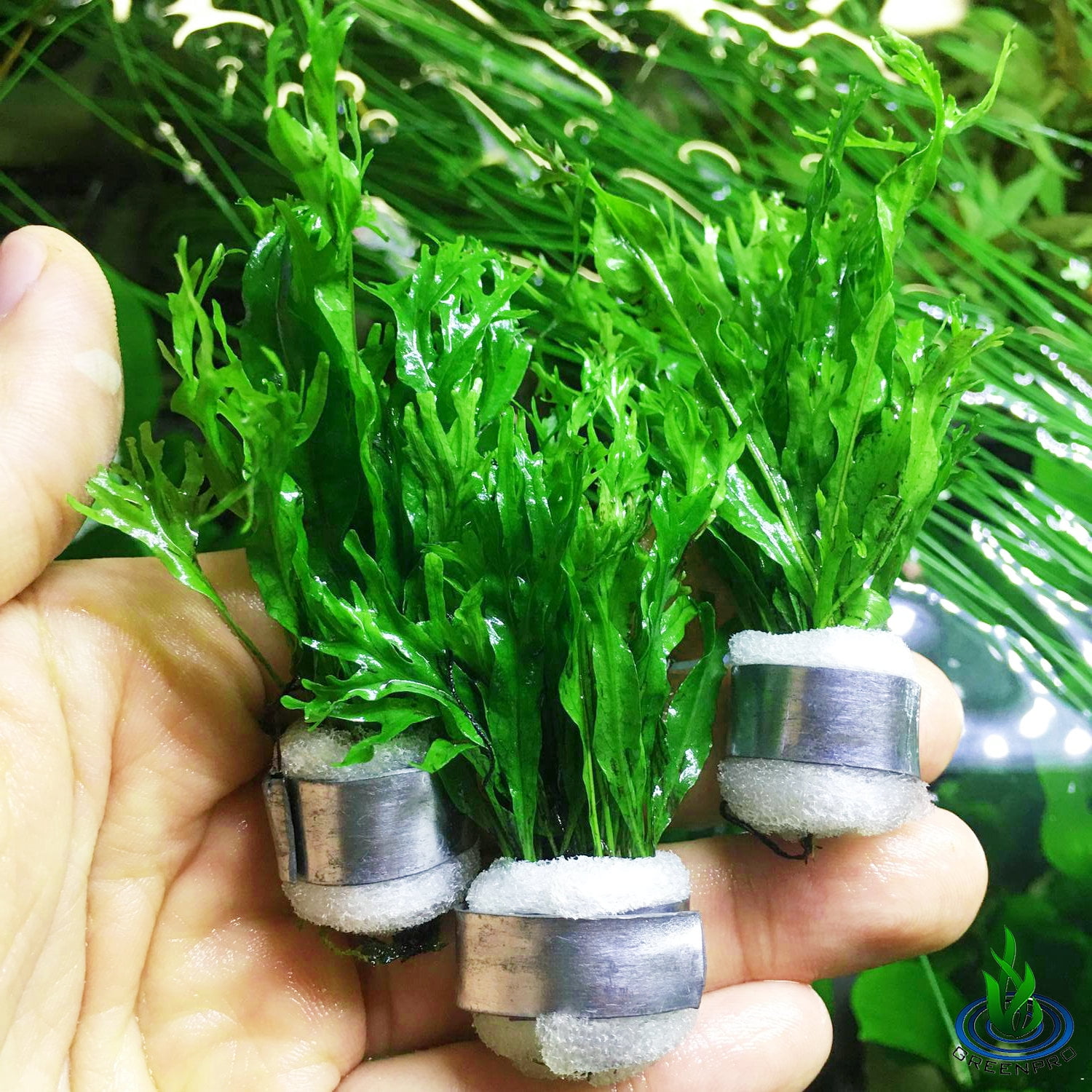 Greenpro Java Fern Winderlov 3 Bundles Freshwater Live Tropical Aquarium Plants Midground for Fish Tank Decoration