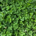 thumbnail image 2 of Micro Clover Seeds for Lawn - Microclover Seed for Planting - 1 oz. ~25,000 Seeds - Drought-Tolerant Mini Clover Seed - Grass Alternative Miniclover Seeds for Lawn, 2 of 3