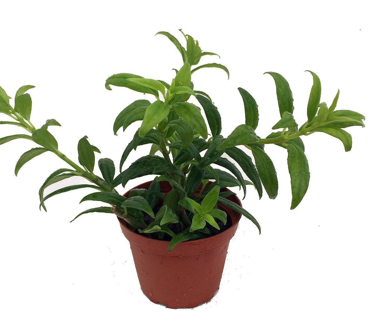Hirt's Gardens?® Goldfish Plant 4" Pot Blooms Frequently!