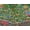 The Dog Park 500 Piece, variant on Springbok 1000 Piece Camping World Jigsaw Puzzle for Adults - Made in USA