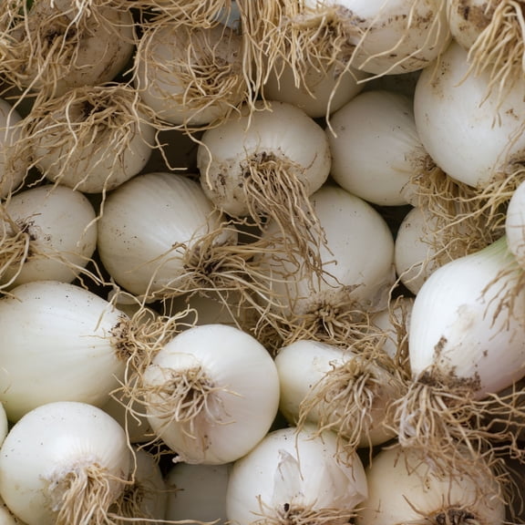Onion Seeds - Early White Grano PRR - 1 Oz ~9,000 Seeds - Allium cepa - Farm & Garden Vegetable Seeds - Non-GMO, Heirloom, Open Pollinated, Annual