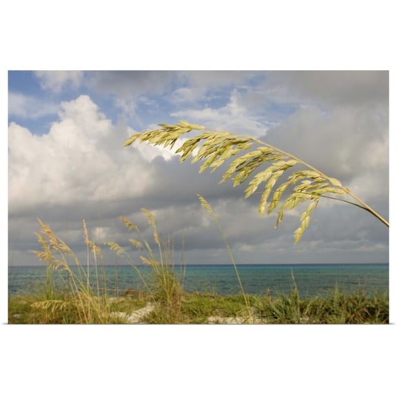 Great BIG Canvas | Rolled Maresa Pryor Poster Print entitled Beaches of Bimini, Bimini, Bahamas