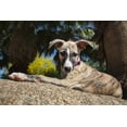 thumbnail image 2 of Beraldo, Zandina Muench 32x23 White Modern Wood Framed Museum Art Print Titled - Whippet Puppy, 2 of 4