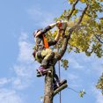 thumbnail image 7 of Tree Climbing Gear，Tree Climbing Spikes, Tree Climbing Gear with Adjustable Climbing Straps and Steel Core Flip Line, Rock Climbing Kit with Triple Lock Lanyard Adjuster, 7 of 7