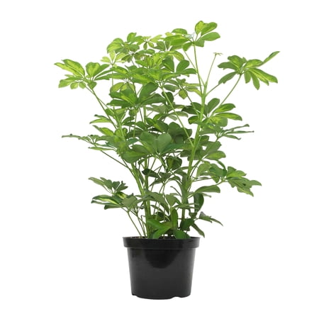 Element Dwarf Schefflera House Plant, 8 in. Pot, Air Purifying Easy Plants, Part Sun
