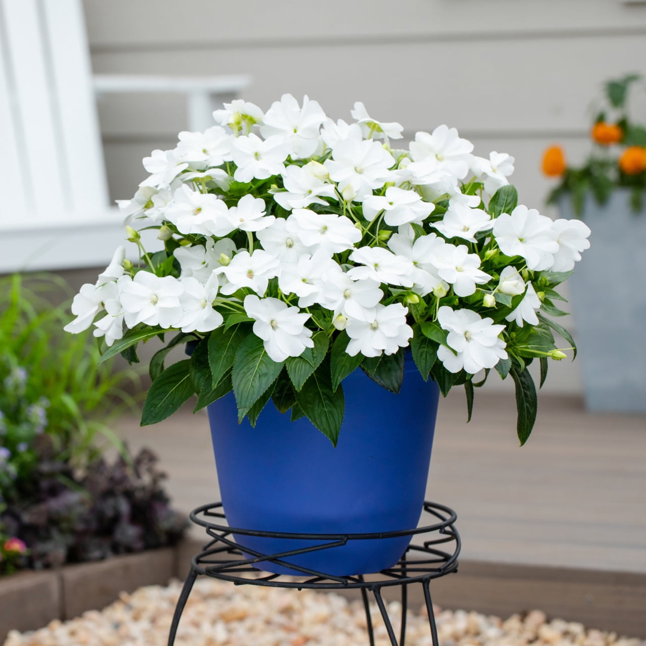 Expert Gardener White Dianthus Live Annual Plant, Full Sun, 1 pt, 6-Pack