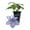 1 Plant, variant on Clematis Blue Angel - Live Starter Plant in a 2 Inch Growers Pot - Starter Plants Ready for The Garden - Rare Clematis for Collectors