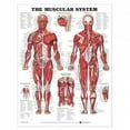 thumbnail image 4 of The Muscular System Anatomical Chart, 4 of 4