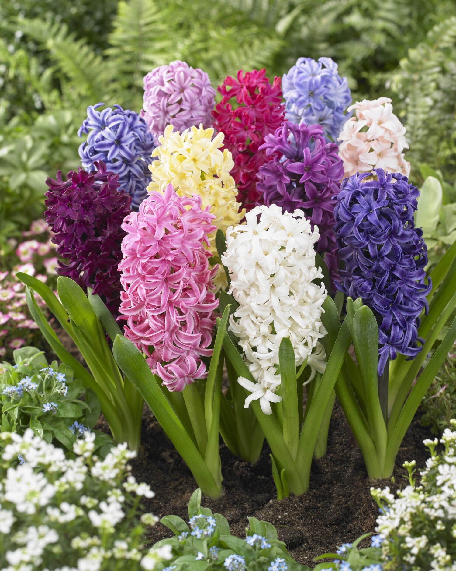 Tasc Hyacinth ‘Orientalis’ Assorted Flower Bulbs – Perennial Spring-Blooming Hyacinth Bulbs