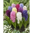 thumbnail image 1 of Bulbes de jacinthes Tasc ‘Orientalis’ assortis – Bulbes de jacinthes vivaces à floraison printanière, 1 of 2