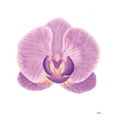 thumbnail image 2 of Fay, Mela 12x14 Gold Ornate Wood Framed with Double Matting Museum Art Print Titled - Purple Orchid II, 2 of 4