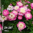 thumbnail image 7 of Garden State Bulb Bowl of Beauty Peony Flower Bulbs, Bare Roots, Spring Planting (Bag of 3), 7 of 7