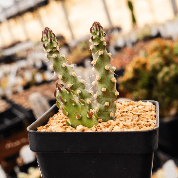 Austrocylindropuntia Verschaffeltii Cactus Succulent Live Plant 2 Inch for Indoor Outdoor Home Office Garden Decor