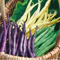 TomorrowSeeds - 3 Colors Mix Green Beans (Mardi Gras Blend) Seeds - 30  Count - For 2026 Planting