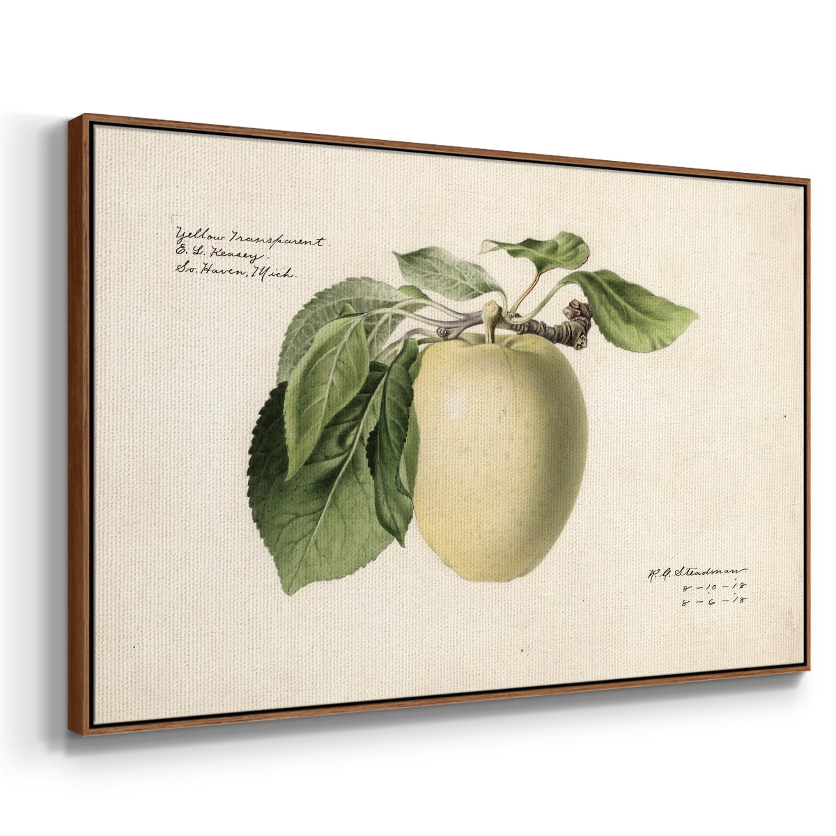 Vintage Botanical Print-XLV By Wexford Home Framed in Walnut Wood Gallery Wrapped Canvas 27 in. x 41 in.