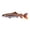 Hand Painted A, variant on Taimen Trout of Mongolia, Copper Plated Pin FC028PR 3 1/4”, Very Large Lapel Pin, Hat, Pins, Brooch, Brooches, Jewelry, Gift, 100% Handmade in the USA