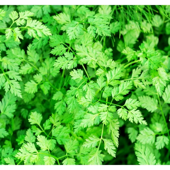 250 Chervil Herb Seeds for Planting